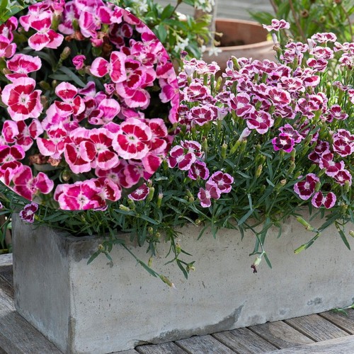 Dianthus TOUCH 'Big Touch' - Nelk TOUCH 'Big Touch' P9/0,55L 